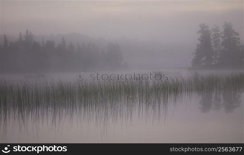 Reeds on Lake of the Woods covered in mist, Ontario, Canada