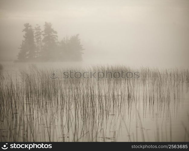 Reeds on Lake of the Woods covered in mist, Ontario, Canada