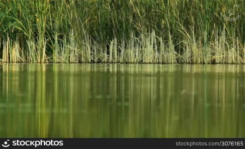 reeds on the lake background