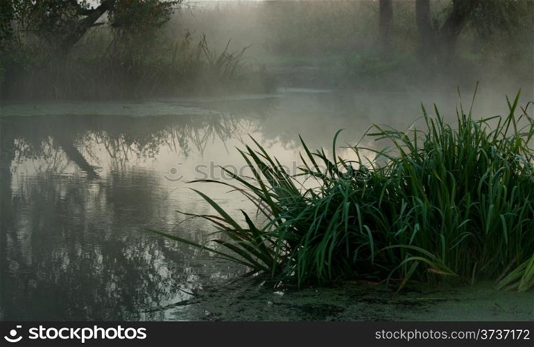 Reeds on the river bank covered by fog
