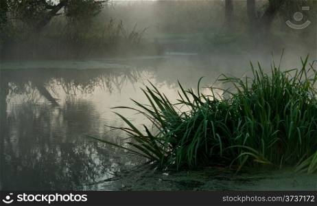 Reeds on the river bank covered by fog