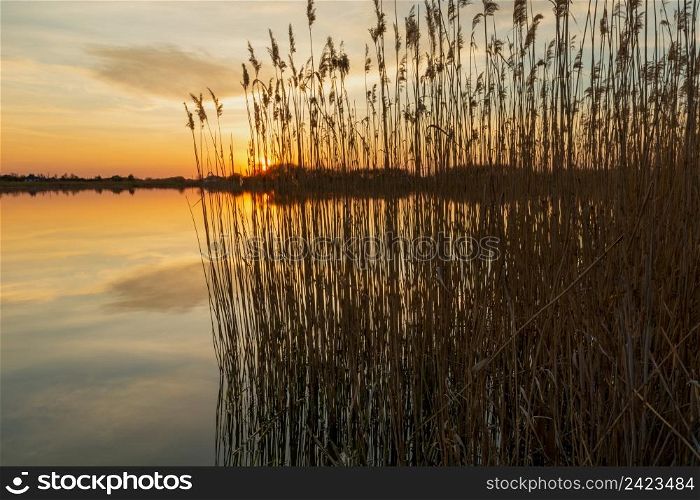 Reeds on the shore of the lake and sunset, Stankow, Lubelskie, Poland