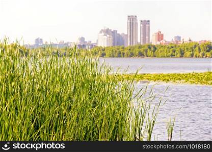 Reeds (Typha Latifolia) grow close to the Dnieper River. The city of Kiev appears in the background