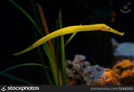 reef fish yellow and green alligator pipefish swimming in the underwater - in family seahorse