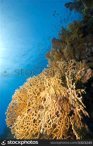 Reef, The Alternatives