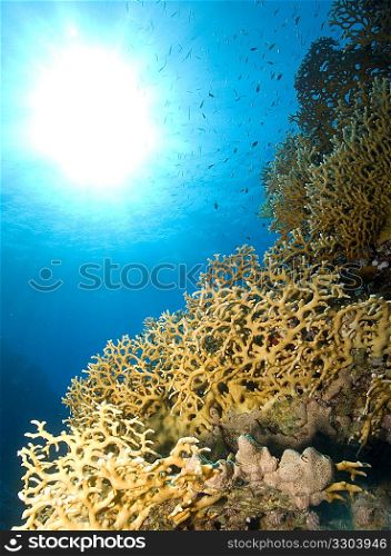 Reef, The Alternatives