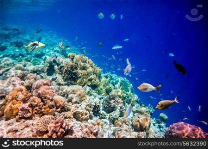 Reef with a variety of hard and soft corals and tropical fish.