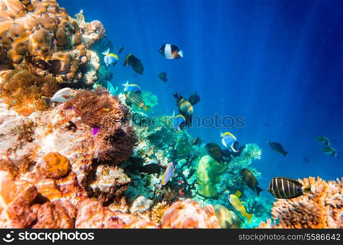Reef with a variety of hard and soft corals and tropical fish. Maldives Indian Ocean.