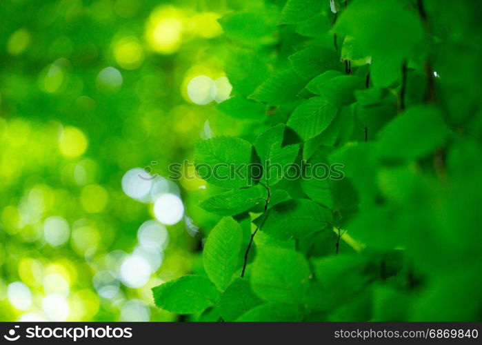 reen leaves on the green backgrounds