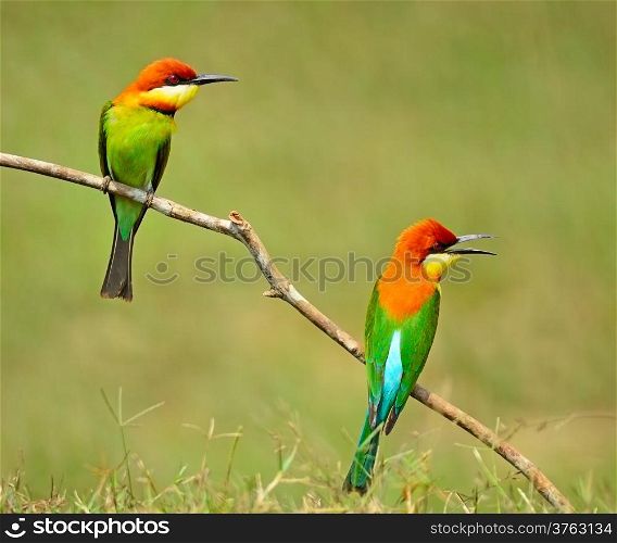 Reflect of colorful bird, Chestnut-headed Bee-eater (Merops leschenaulti) on a branch