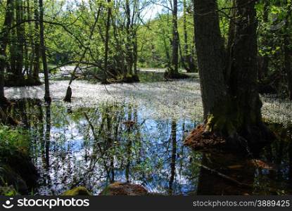 Reflectins in a wetland with blossom white flowers at the surface,