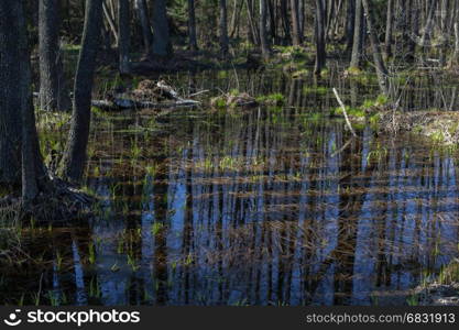 Reflection of a forest landscape in the water.