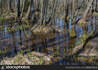 Reflection of a forest landscape in the water.
