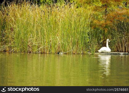 Reflection of a swan in water, Central Park, Manhattan, New York City, New York State, USA