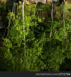 Reflection of a tree in a lake, Lake of the Woods, Ontario, Canada