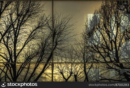 Reflection of Bare tree branches in the windows of a modern building. Glazed wall of a building with reflection of Bare tree branches in mirrored windows, Selective focus.