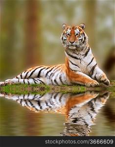 Reflection of beautiful alert tiger in water