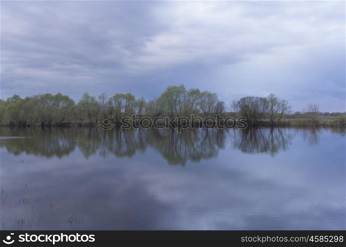 Reflection of birches tree in a lake.. Reflection of birches tree in a lake