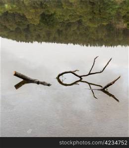 Reflection of branch in still waters of Coniston Water in Lake District