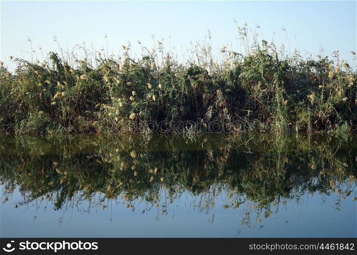 Reflection of cane on the water of river in Nahal Alexander natioinal park in Israel