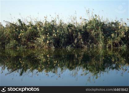 Reflection of cane on the water of river in Nahal Alexander natioinal park in Israel