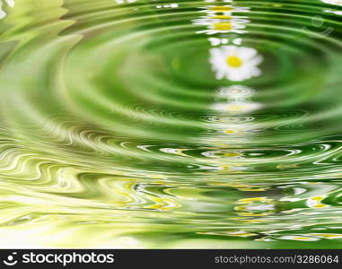 reflection of daisys and fresh green grass near pond