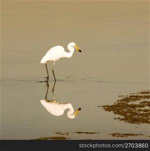 Reflection of egret in water