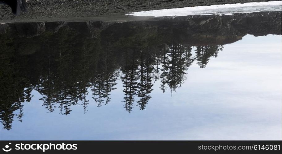 Reflection of evergreen trees in water, Pacific Rim National Park Reserve, Tofino, Vancouver Island, British Columbia, Canada