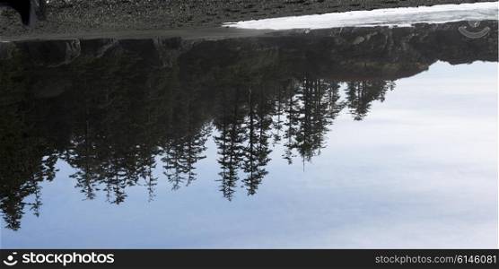 Reflection of evergreen trees in water, Pacific Rim National Park Reserve, Tofino, Vancouver Island, British Columbia, Canada