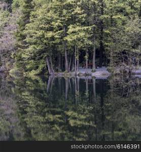 Reflection of forest tree line along a lake, Whistler, British Columbia, Canada