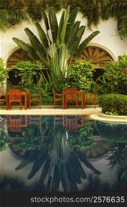 Reflection of plants in a swimming pool, Chiang Mai, Thailand