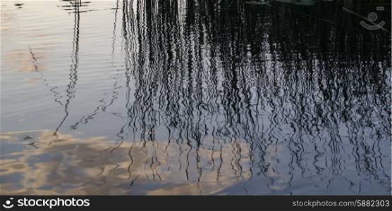 Reflection of Reeds in a lake, Lake of the Woods, Ontario, Canada