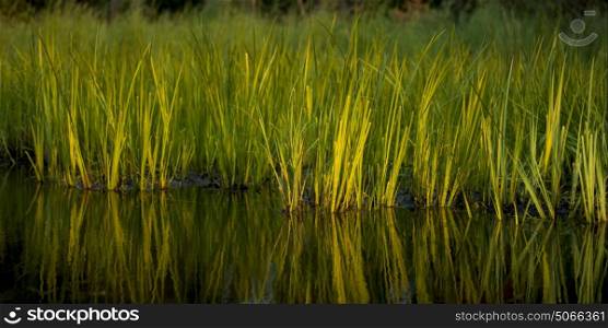 Reflection of reeds in water, Lake Of The Woods, Ontario, Canada