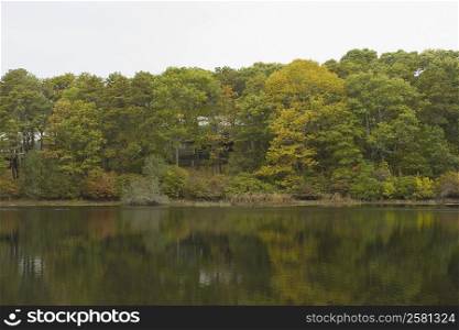 Reflection of trees in a lake