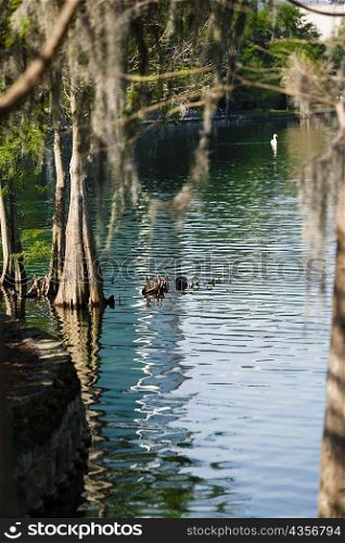 Reflection of trees in a lake, Lake Lucerne, Orlando, Florida, USA