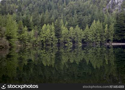 Reflection of trees in a lake, West Vancouver, British Columbia, Canada