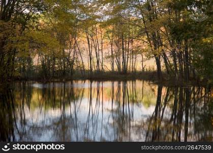 Reflection of trees in river water