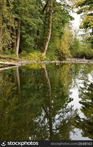 Reflection of trees in river water