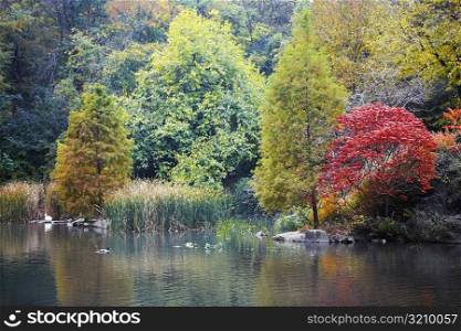 Reflection of trees in water, Central Park, Manhattan, New York City, New York State, USA
