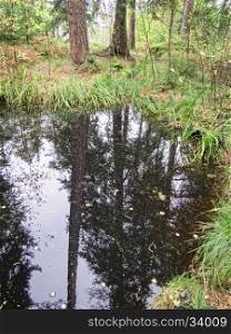 Reflection of trees in water. Forest Lake. Forest lake and reflection of trees in water