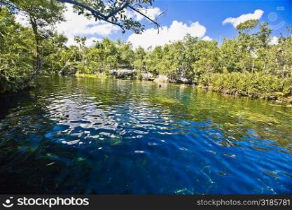 Reflection of trees in water, Tulum, Quintana Roo, Mexico