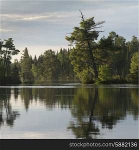 Reflection of trees on water, Lake Of The Woods, Ontario, Canada