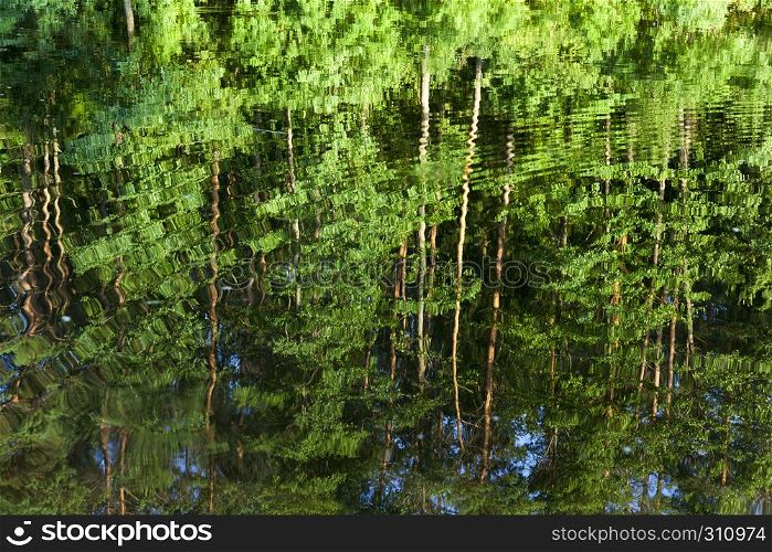 Reflection of trees with green saturated juicy foliage in the water of the lake on the bank of , which these plants grow close up in summer. Reflection of trees