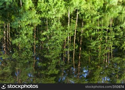 Reflection of trees with green saturated juicy foliage in the water of the lake on the bank of , which these plants grow close up in summer. Reflection of trees