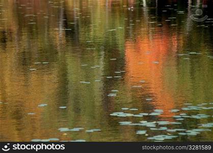 Reflections in a Pond in The Hamptons