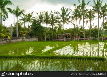 Reflections in flooded rice fields, Bali, Indonesia