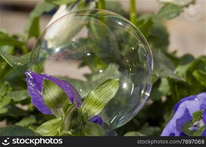 reflections of sun and flower in a soap bubble