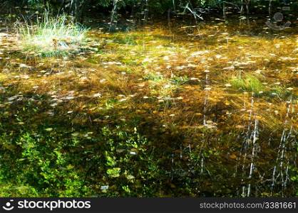 Reflections of yellow, red and orange leaves in a small pool of water in the forest.