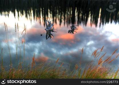 Reflections off mountain pond in British Columbia