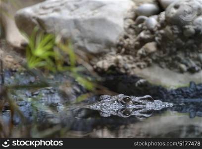 Reflexion of crocodile swimming in water